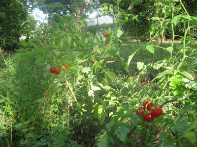 backyard garden, cherry tomato on vine backyard garden, cherry tomato on vine