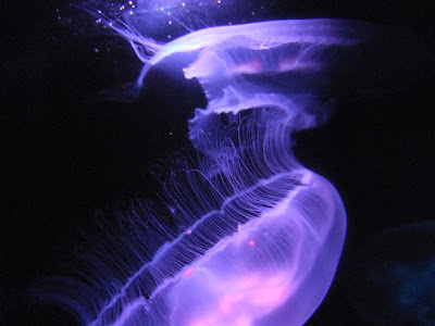 toledo zoo jellyfish, purple