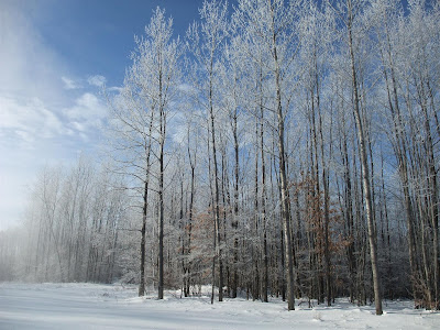 frozen forest, icicles on trees, snow covered