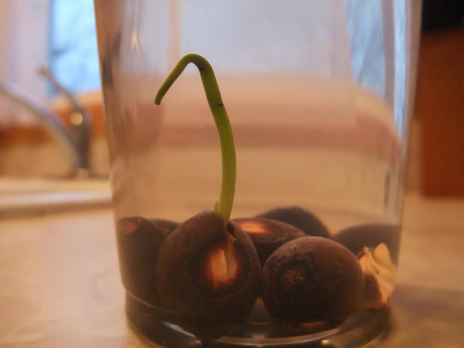 Sprouting Lotus Seeds