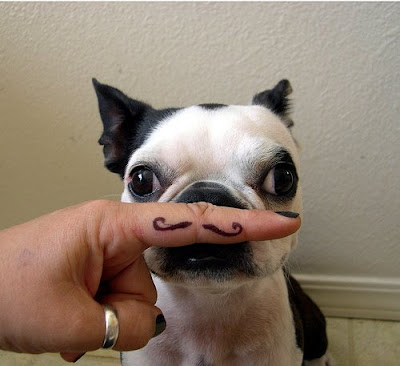 dog-moustache-DuRNIQfjQg2cuh9jQNGgz2eSo1_500.jpg