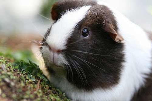 :D :D Hi! :D :D: GUINEA PIGS!!!!!!!