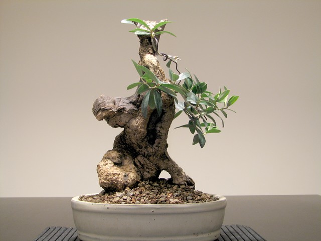 [bonsai+5263.jpg]