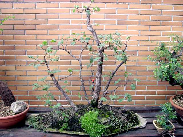 [bonsai+4527.jpg]