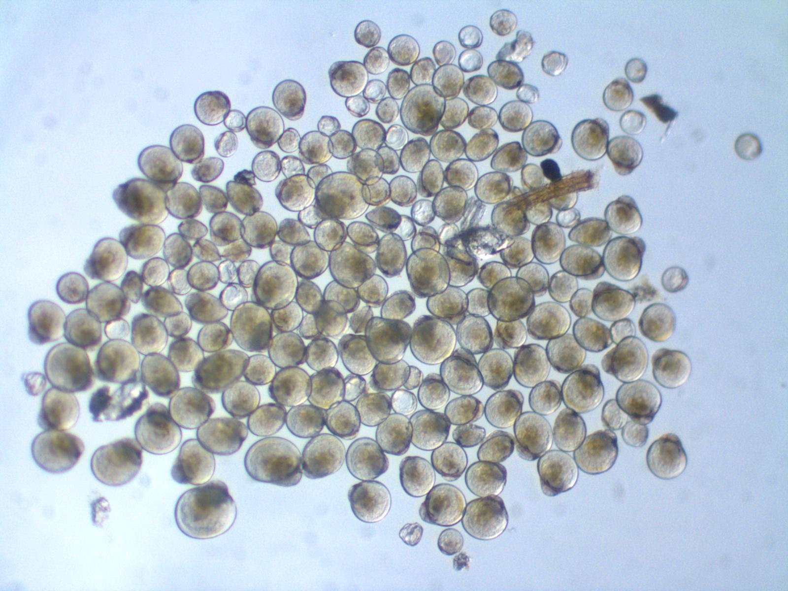 Promoting Research Investigations in the Marine Environment Dave