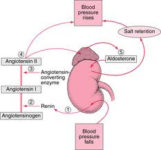 anatomy and physiology e portfolio blood pressure objective 35 65 blood pressure diagram