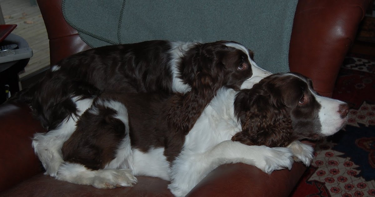 vagabondblogger Flying Pets Egyptian Style