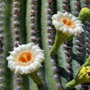   ܡ    saguaro_cactus_bloss