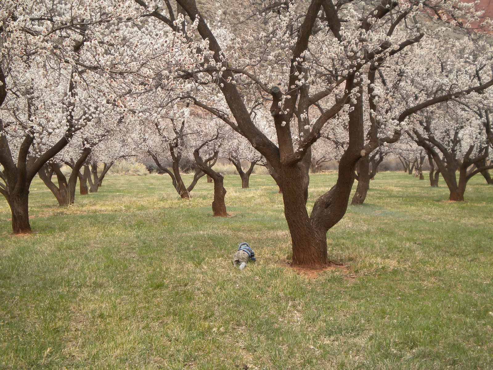 Happiness on a 1/2 Acre popcorn popping on the apricot tree