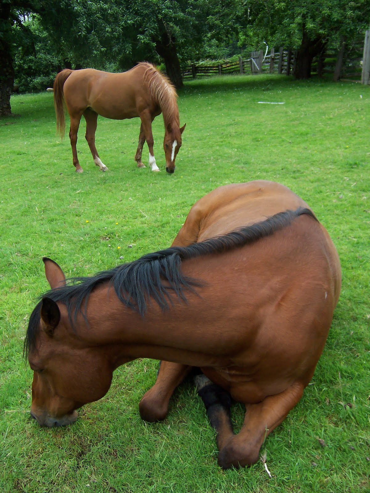 [Scotland+and+the+horses+2006+133.jpg]