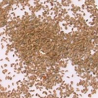 ajwain english name