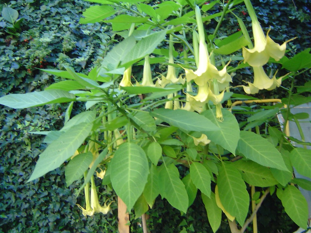 Kucno+Cvijece Kucno Cvijece http://cvjetnaoaza.blogspot.com/2009/11/brugmansia ...