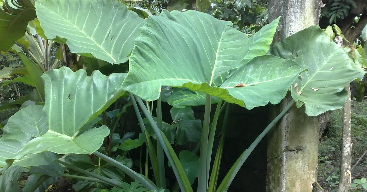 The Rosse's Blog Big Yam(Gabi) Plants