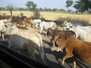 [India+cows+John+Smith.jpg]