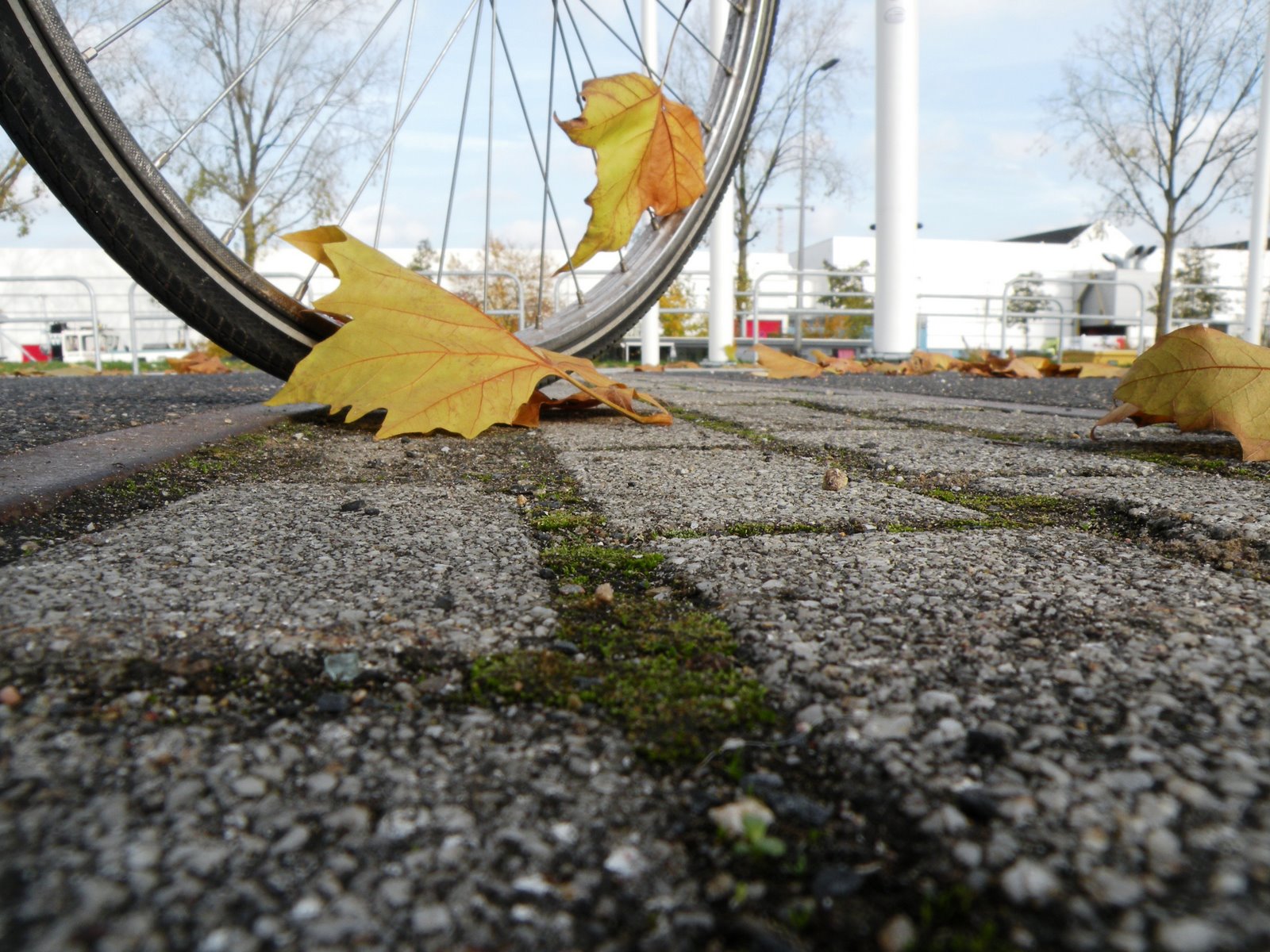 [herfstbladeren+fiets+parkeerterrein+jaarbeurs+(13).JPG]