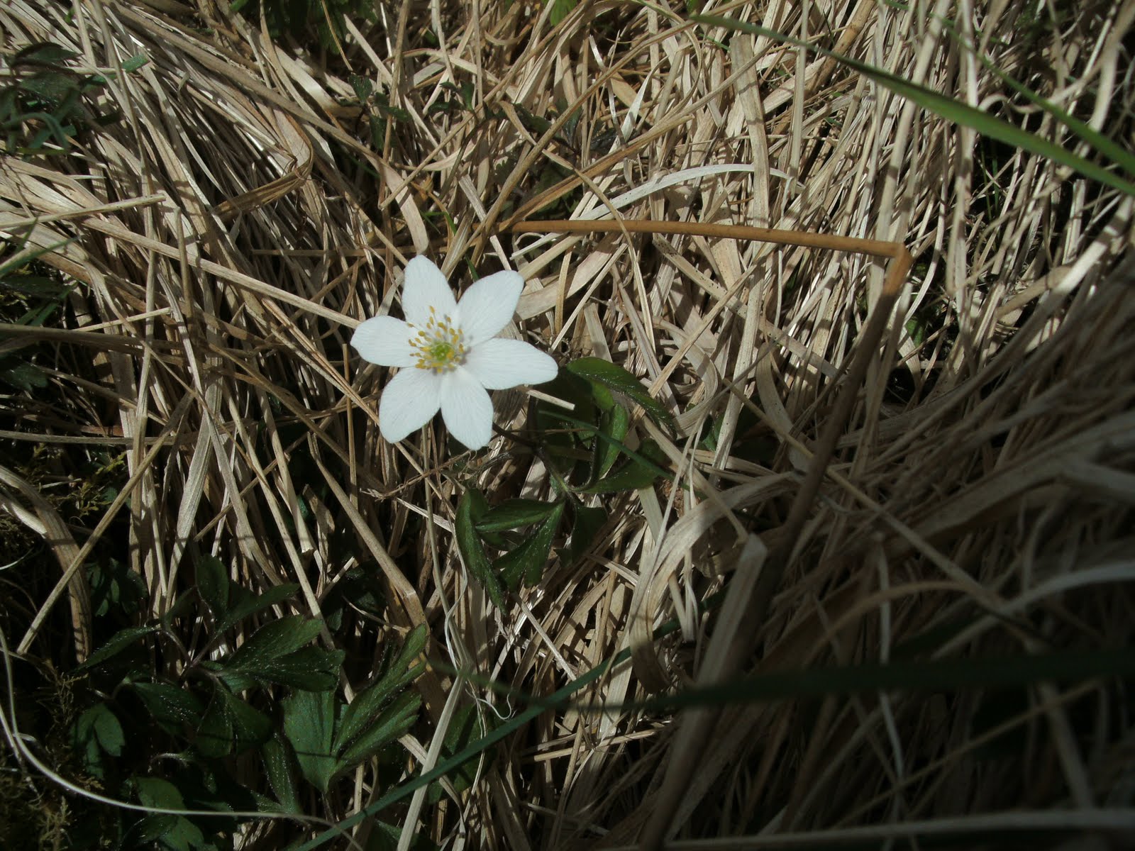 Cottages Scotland Wild Flowers in Scotland