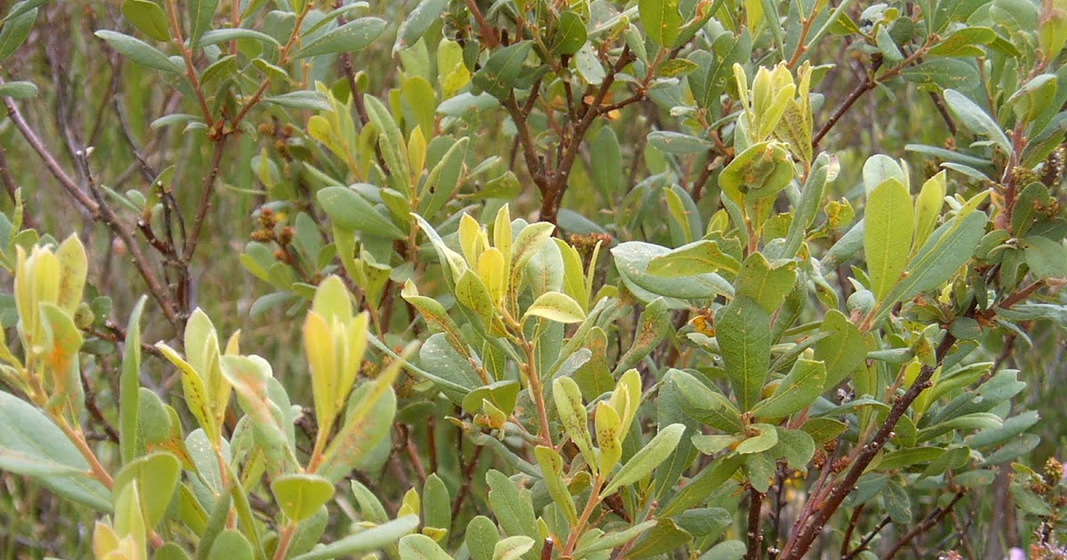 Cottages Scotland Bog Myrtle