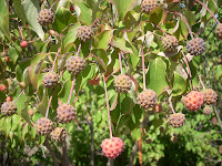 Kousa+dogwood+berries