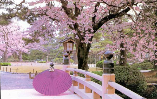 [Cherry+Blossoms+Japan.jpg]