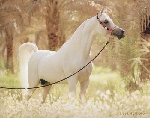 Arabian Horses Wallpaper. The most beautiful horse in