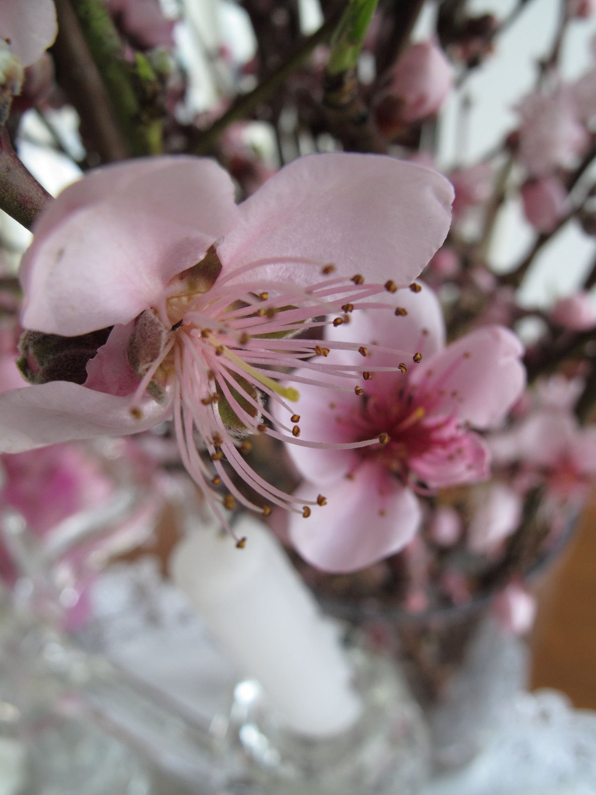 [cherry+1.JPG]
