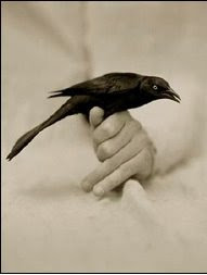 bird hits a window pallimed arts and humanities bird hits a window pallimed arts and humanities