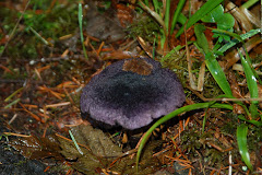 Curiouser & Curiouser