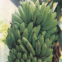 Gambar Pisang Ambon Lumut