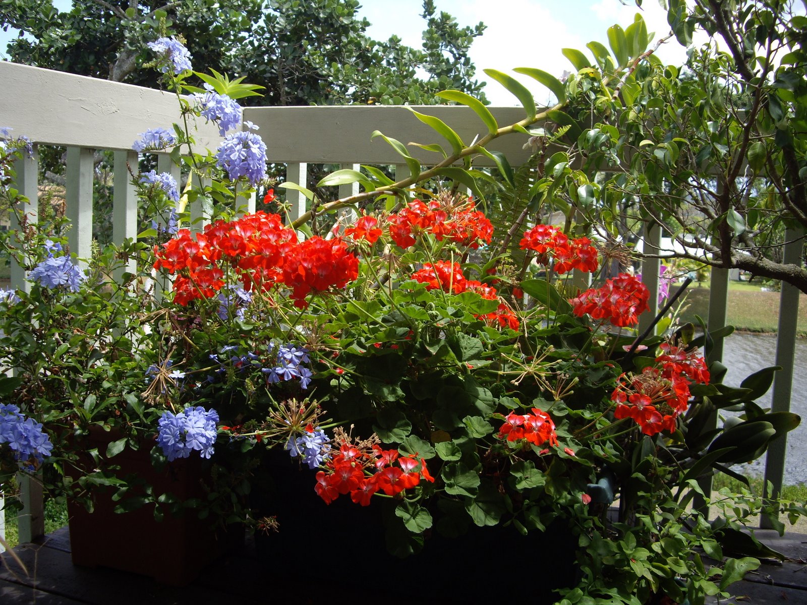 Kailua, Hawaii Daily Photo This is a single Geranium plant grown in