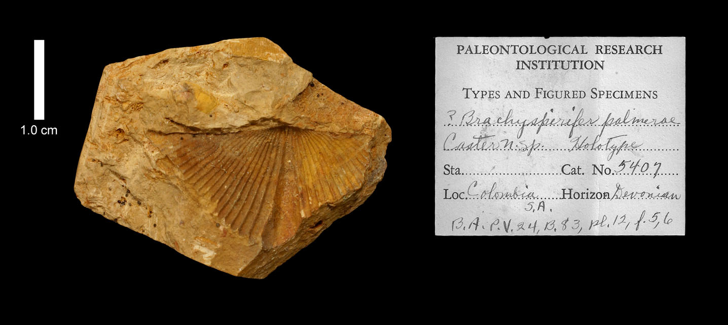 Brachiopod Sulcus