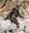 [bigfoot.jpeg]