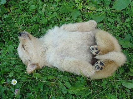 [relaxeddog.jpg]