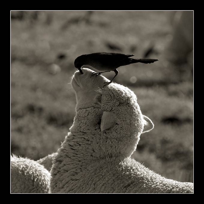 [sheep+and+crow+nose.jpg]