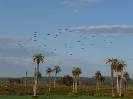 Aves en el palmar