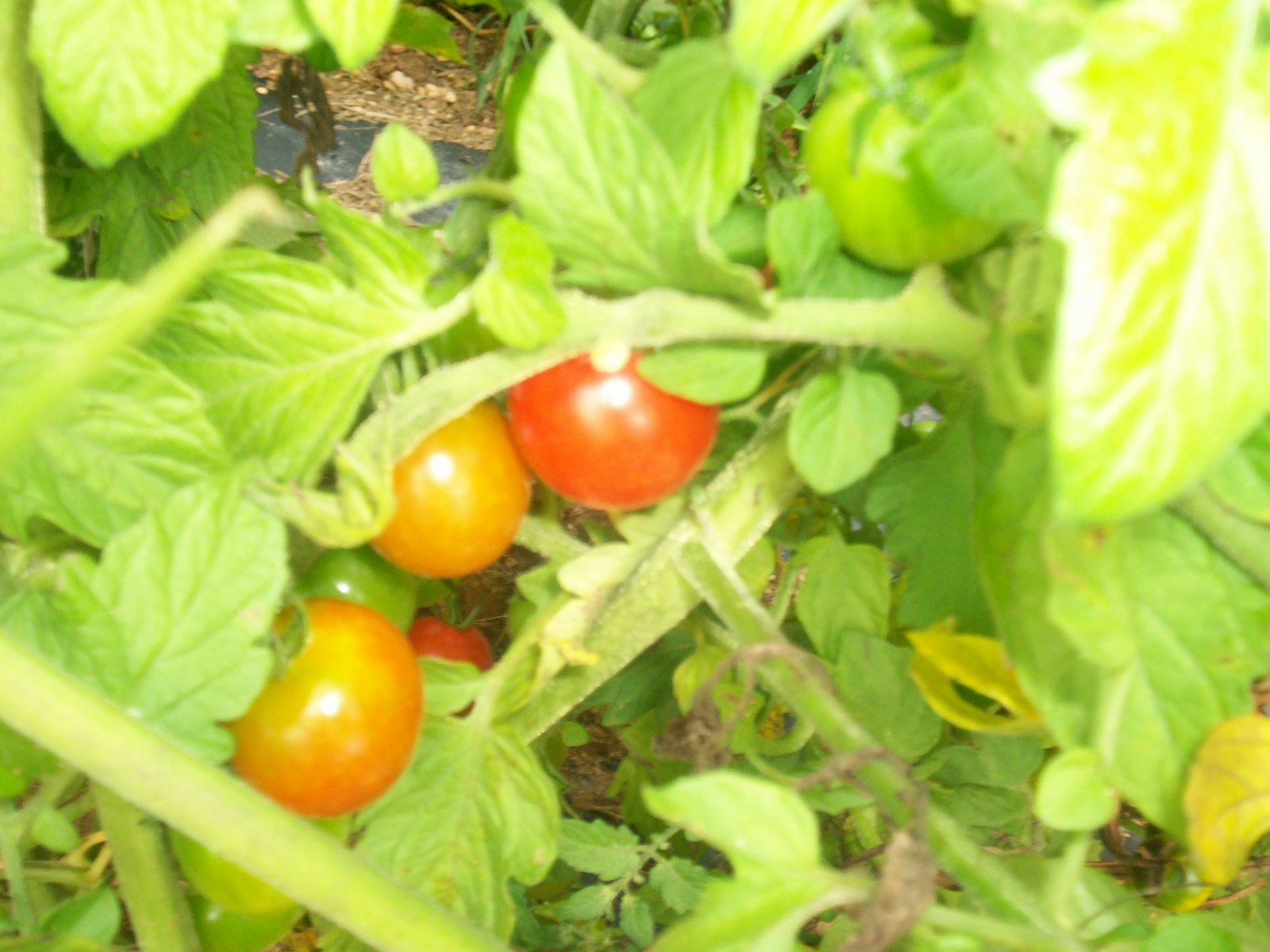 [Steve+on+the+farm+002.jpg]