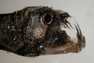 Viperfish Viperfish