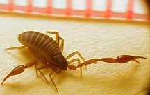 insects