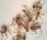 yellow crazy ants