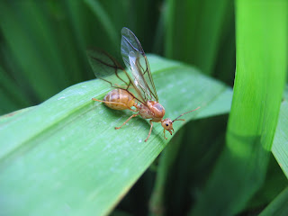 yellow crazy ants