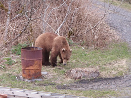 Bear eating grass in my side yard