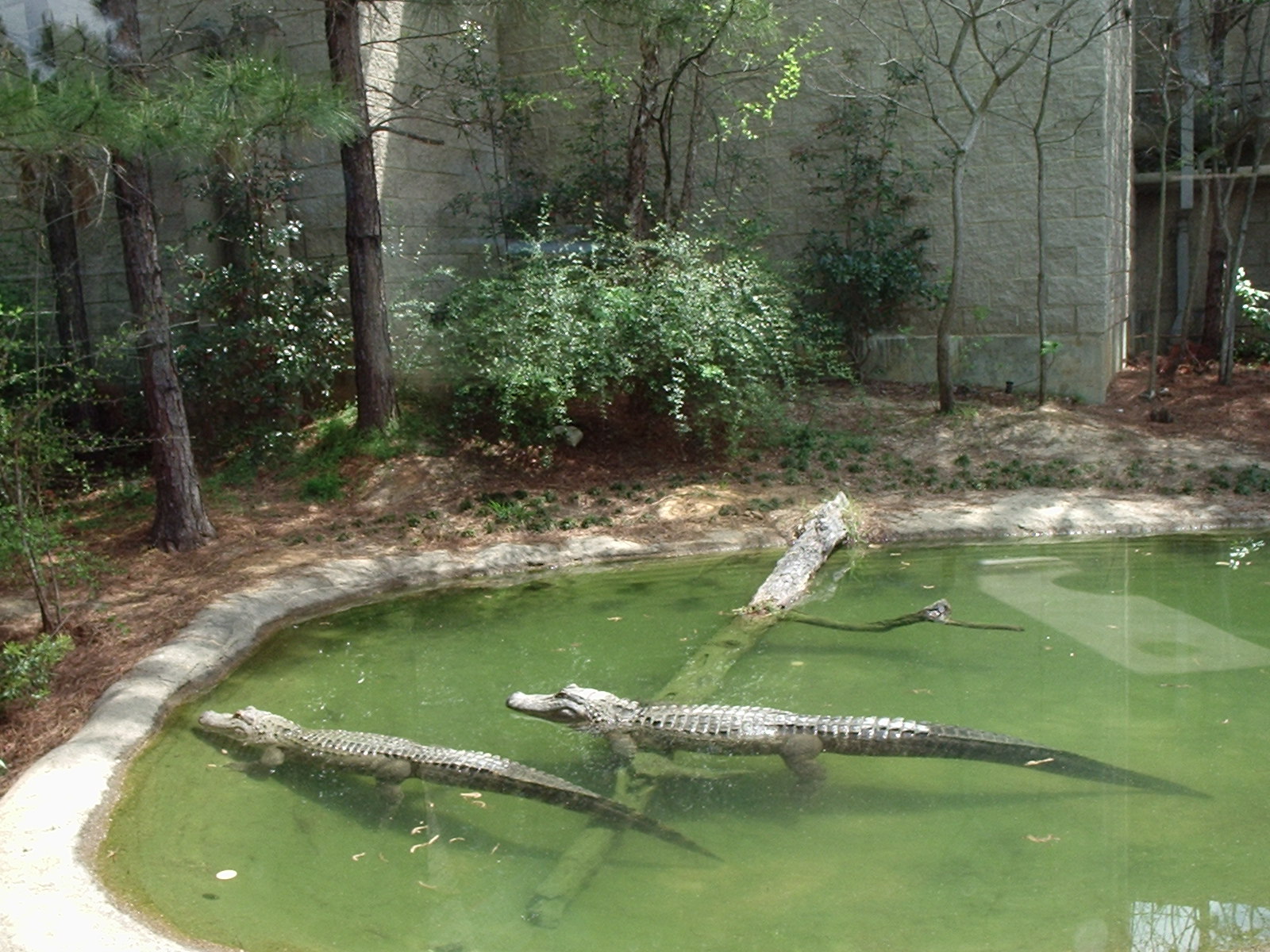 Roadrunner's Travels Texas Fish Hatcheries at Athens,TX