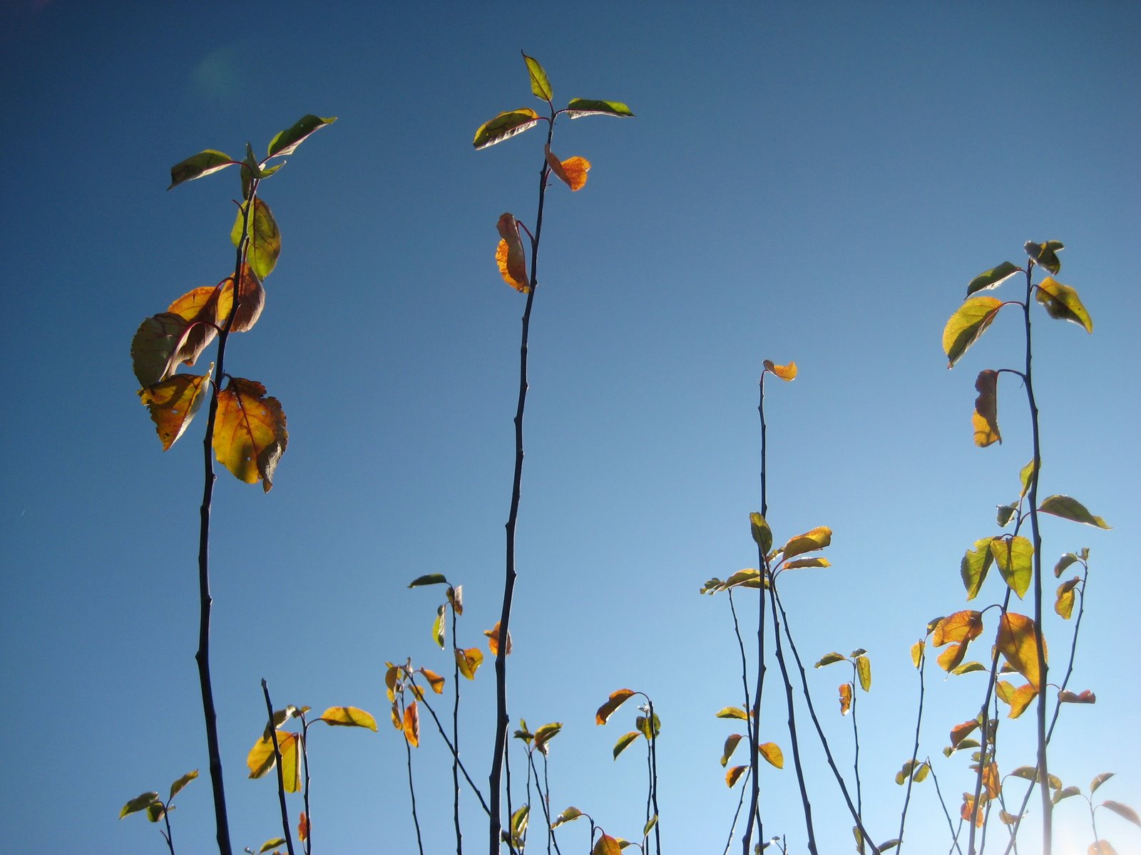 [20081101_autumnwintertransition.JPG]