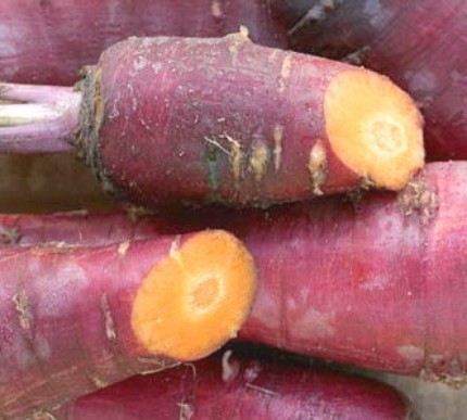 [Carrot+Purple+Dragon+Blog.jpg]