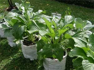 salah satu tanaman sayur salah satu tanaman sayur