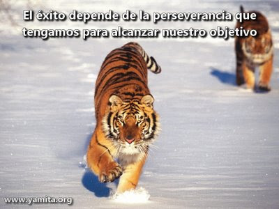 amor amor