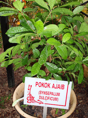 pokok ajaib