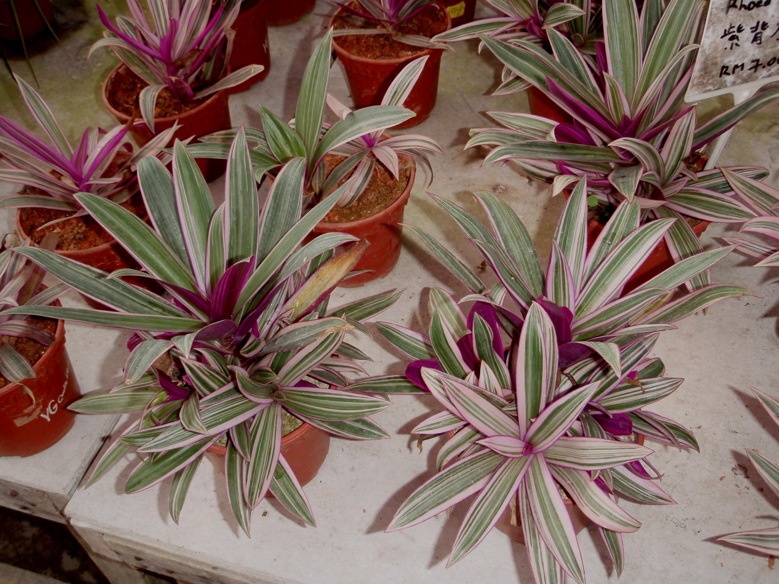 LI NA HERBS VARIEGATED OYSTER PLANT