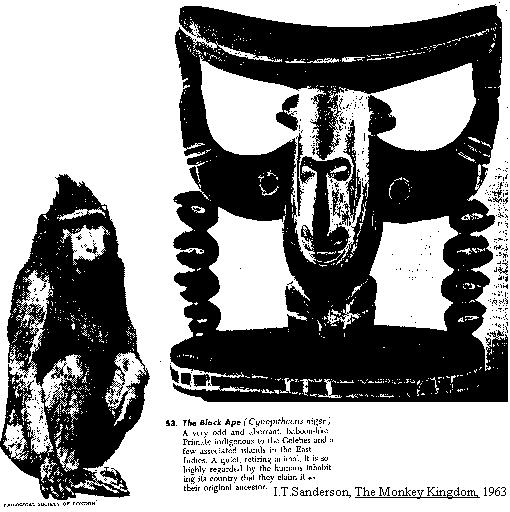 [Papuan+Baboon+-+Vue+-+Menehune.jpg]