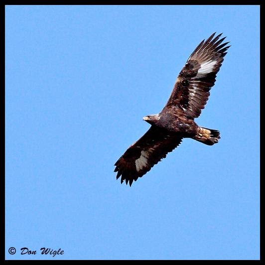 free download wallpaper burung golden eagle wallpaper. free download wallpaper burung