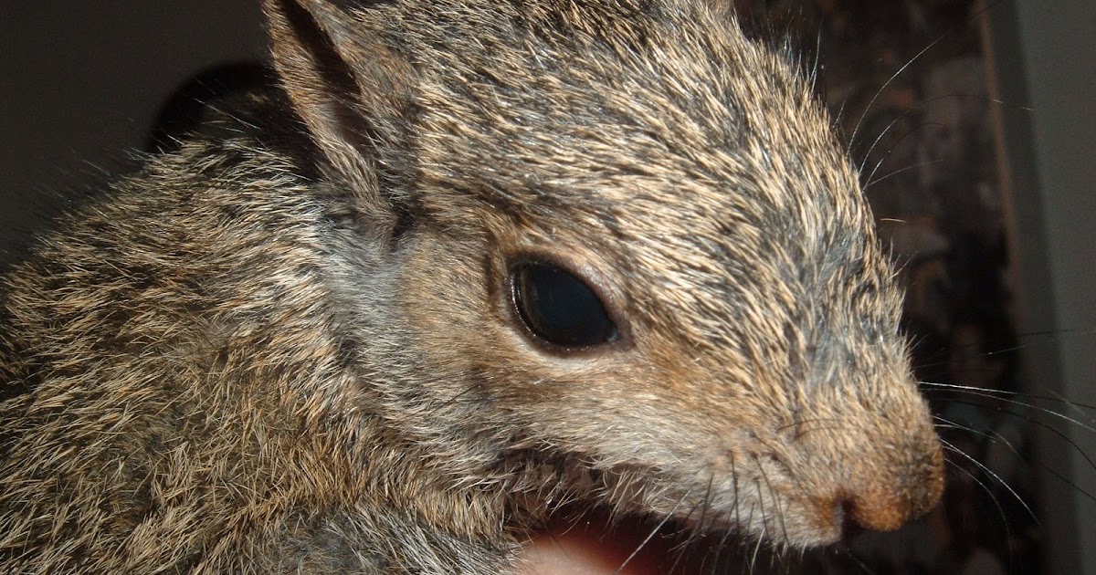 Redhawk's Raptor Diaries: A Word About Baby Mammals